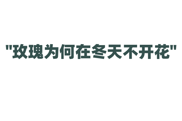 "玫瑰为何在冬天不开花"